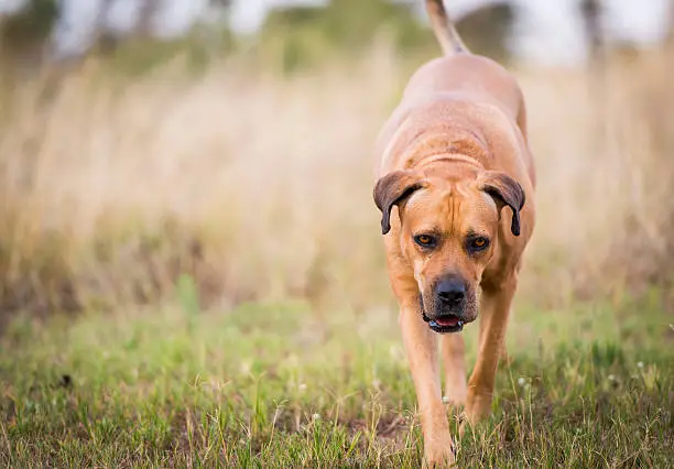 Boerboel dog or South African Mastiff walking through grass