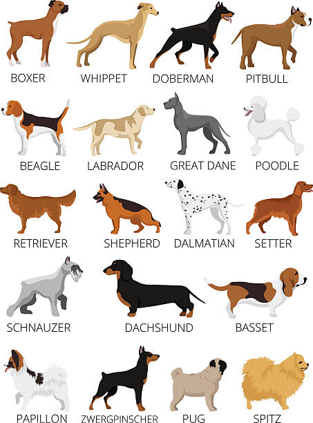 ilustraciones, imágenes clip art, dibujos animados e iconos de stock de de perros de raza. vector de plano ilustraciones - papillon