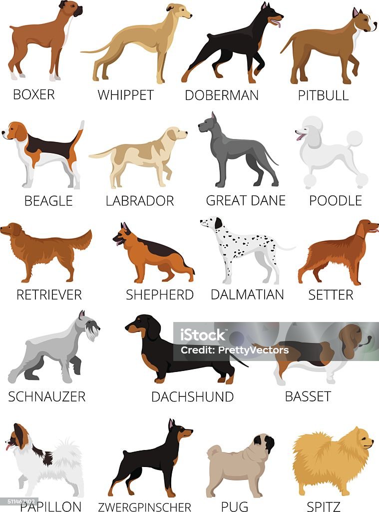Dogs breed set. Vector flat illustrations Purebred Dog stock vector