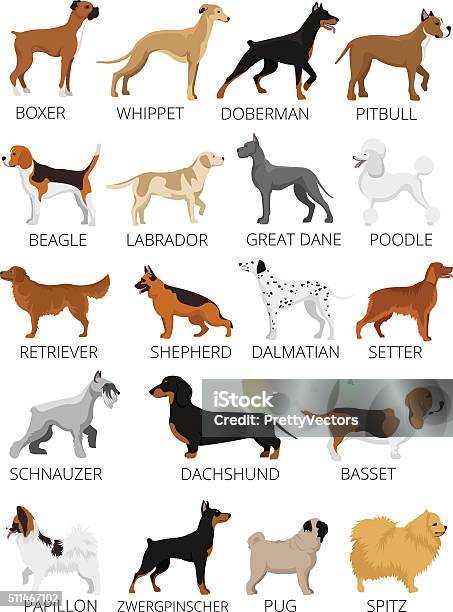 Dogs Breed Set Vector Flat Illustrations Stock Illustration - Download Image Now - Purebred Dog, Whippet, Doberman Pinscher