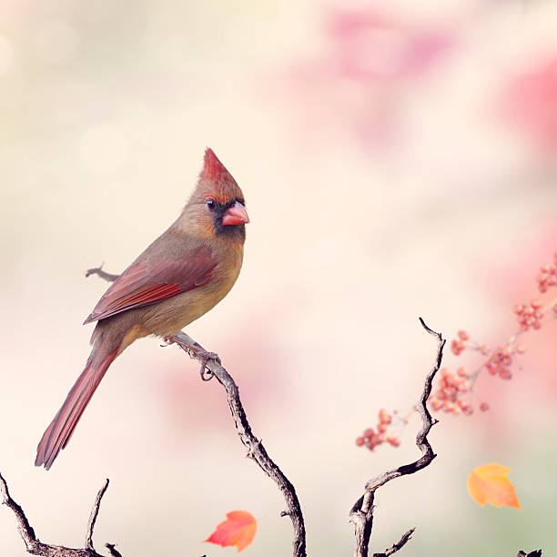 istock Northern Cardinal Female 511467794