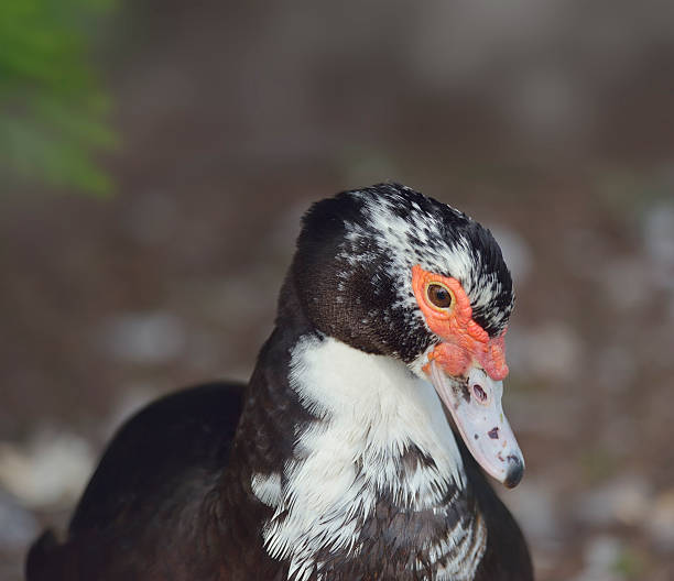 istock Portrait of Muscovy Duck 511467826