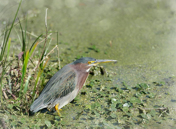 green heron (butorides virescens) - virescens stock-fotos und bilder