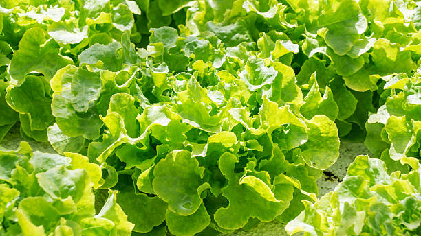 istock Cultivation hydroponic Green Oak in the vegetable garden. 511470762