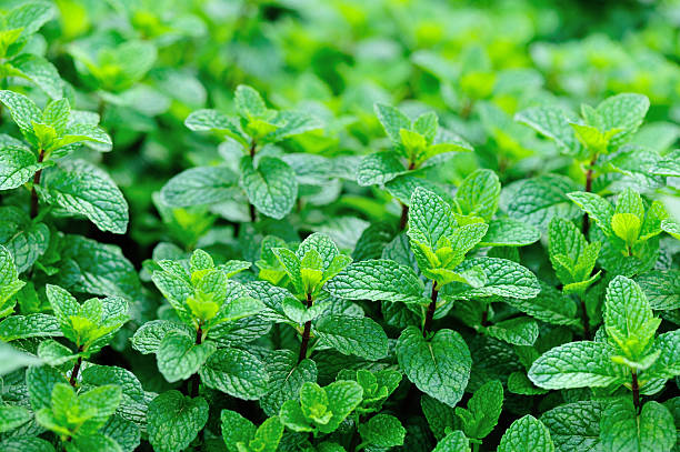 menta pianta crescere all'orto - mint foto e immagini stock