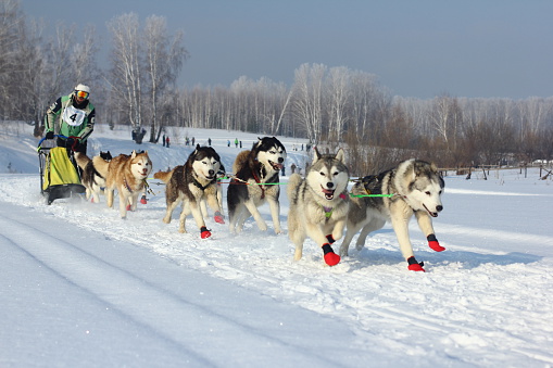 Novosibirsk, Russia – February 21, 2016: Sled Dog Racing. The Siberia's first festival devoted to dogs of northern riding breeds. Sportsman musher runs dogsled on snowy track.