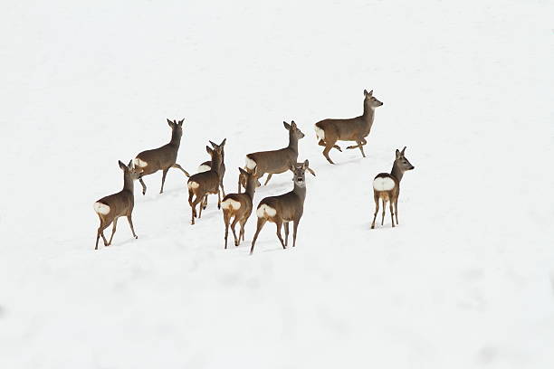 istock herd of deers on snow 511473128