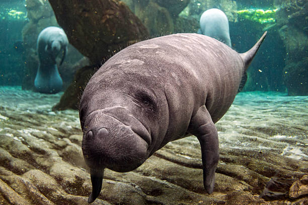 istock newborn baby manatee close up portrait 511473688