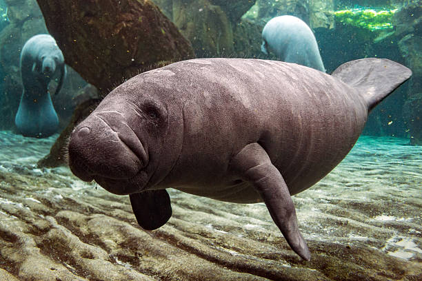 The West Indian manatee (Trichechus manatus) or \
