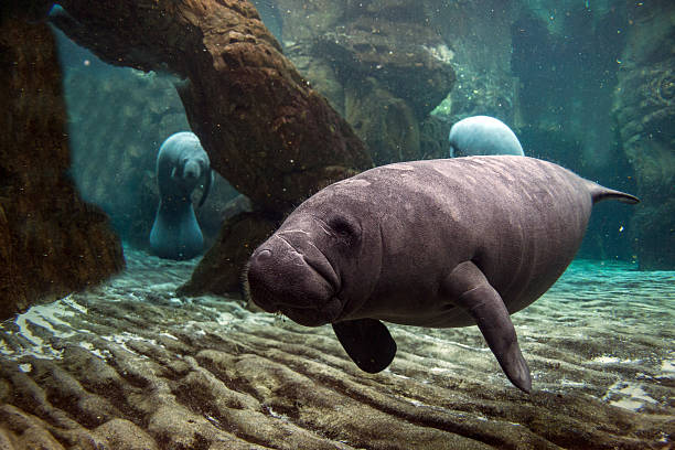 istock newborn baby manatee close up portrait 511473710