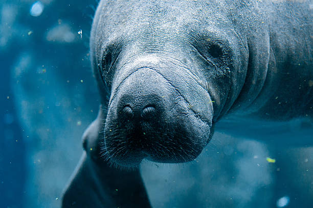 istock manatee close up portrait looking at you 511473772