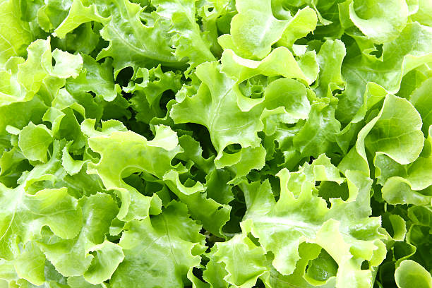 istock Closeup of Green oak lettuce 511473874