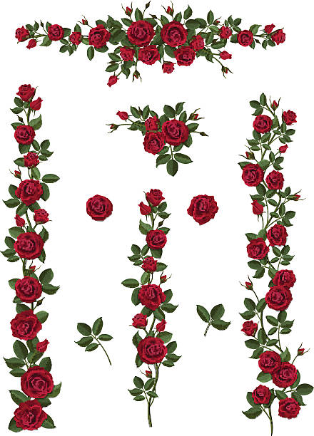 illustrazioni stock, clip art, cartoni animati e icone di tendenza di impostare di spazzole di fiori da rose rosse - rose
