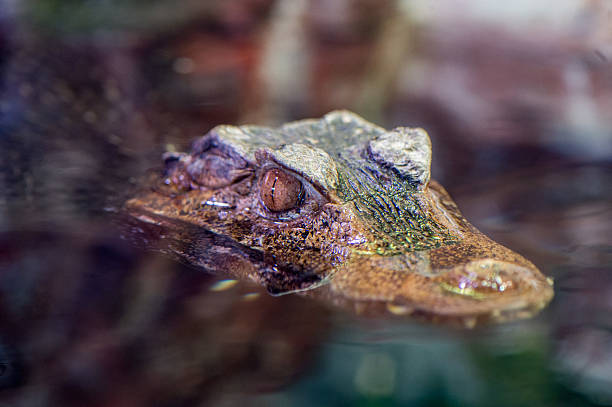 istock Crocodile Alligator cayman eye close up 511473974
