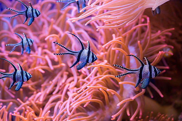 istock cardinal fish detail close up while diving 511474010