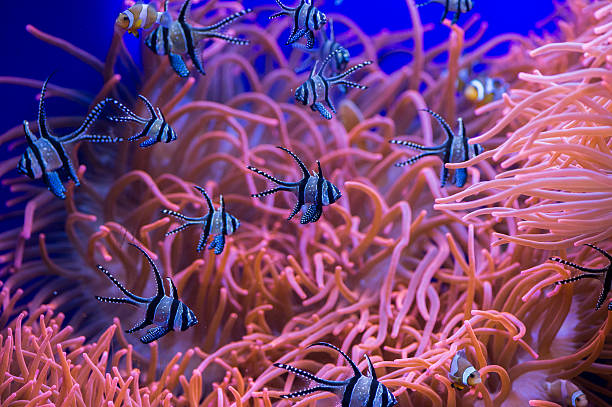 istock cardinal fish detail close up while diving 511474046