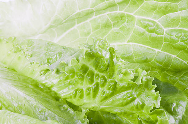 istock The leaf of salad close up. 511474074