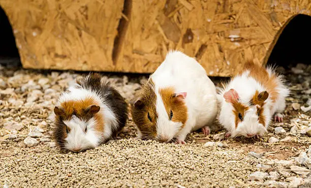 Photo of Spotted guinea pigs