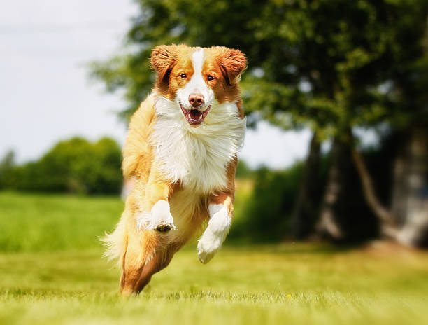 istock Nova Scotia Duck Tolling Retriever dog 511474665