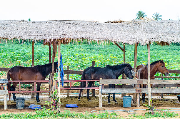istock three horses in a stable at the farm 511474669