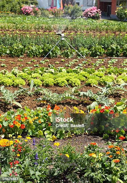 Garten Mit Gemüse Und Blumen Stockfoto und mehr Bilder von Artischocke - Artischocke, Bewässerungsanlage, Blattgemüse