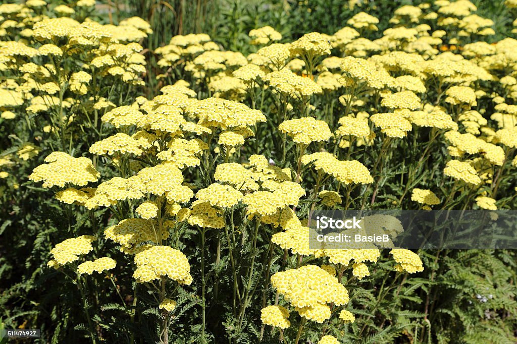 Gelbe Schafgarbe - Lizenzfrei Alternative Medizin Stock-Foto