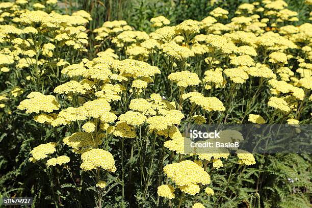 Gelbe Schafgarbe Stockfoto und mehr Bilder von Alternative Medizin - Alternative Medizin, Bildschärfe, Blume