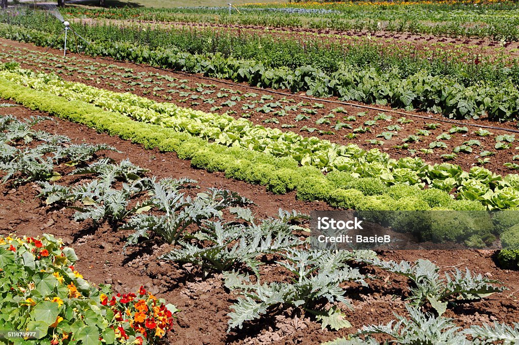 Garten mit Gemüse und Blumen - Lizenzfrei Artischocke Stock-Foto