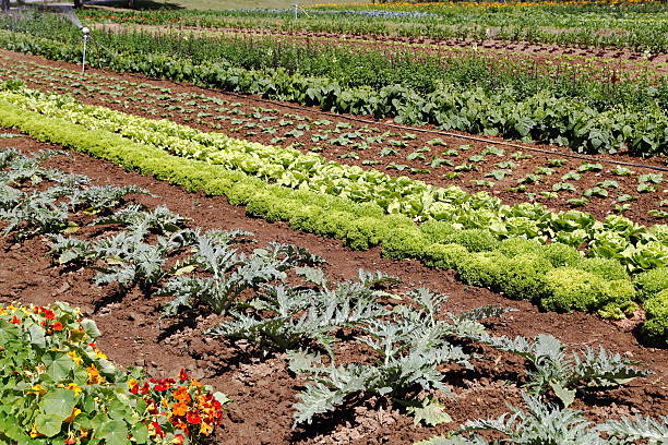istock Garden with vegetables and flowers 511474977