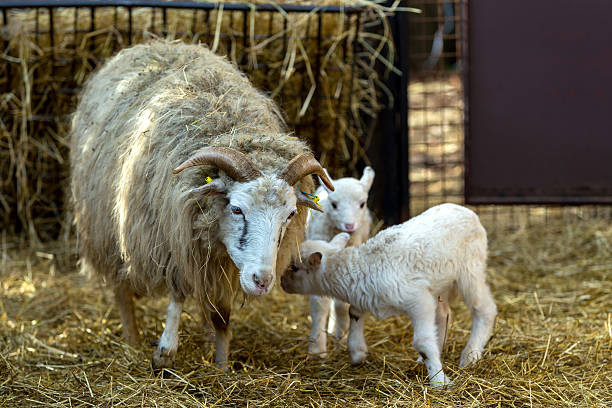istock Sheep with lamb on rural farm 511475246