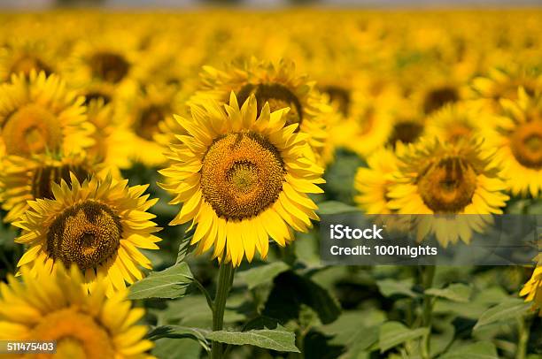 Sunflowers Stock Photo - Download Image Now - Agricultural Field, Backgrounds, Beauty