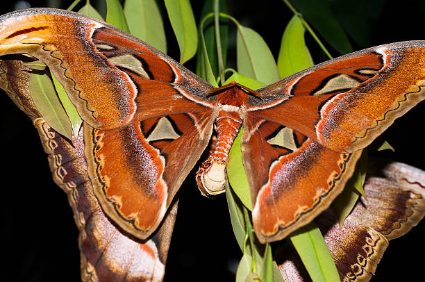 istock Two Giant Atlas moth Breeding on green leaves 511475669