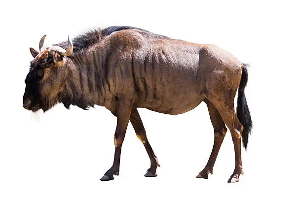 Male blue wildebeest. Isolated on white background