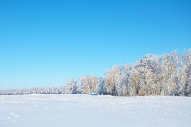 istock Winter forest tundra landscape with clean blue sky 511476272