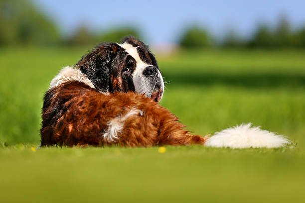 chiens saint-bernard - saint bernard photos et images de collection