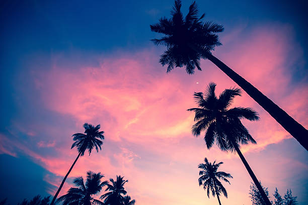 istock Palm trees silhouettes on the sunset sky background. 511477012