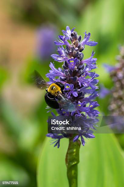 Photo libre de droit de Abeille Menuisière Et Pontederia Cordata Var Cordata Pontederiaceae Amérique Du Nord banque d'images et plus d'images libres de droit de Abeille