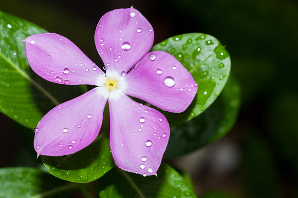 Close up of Purple Vinca rosea with water drops Close up of Purple Vinca rosea with water drops ammocallis rosea stock pictures, royalty-free photos & images
