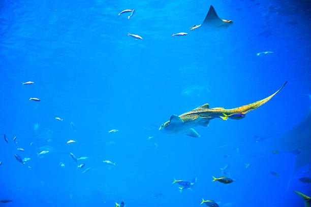istock Landscape of aquarium 511478027