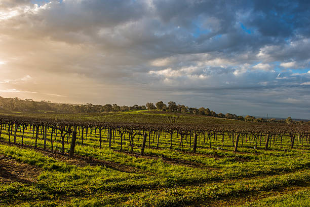Barossa Valley vineyard at sunset, taken late winter. Twilight glow and cloudy sky above rows of bare cropped vines.