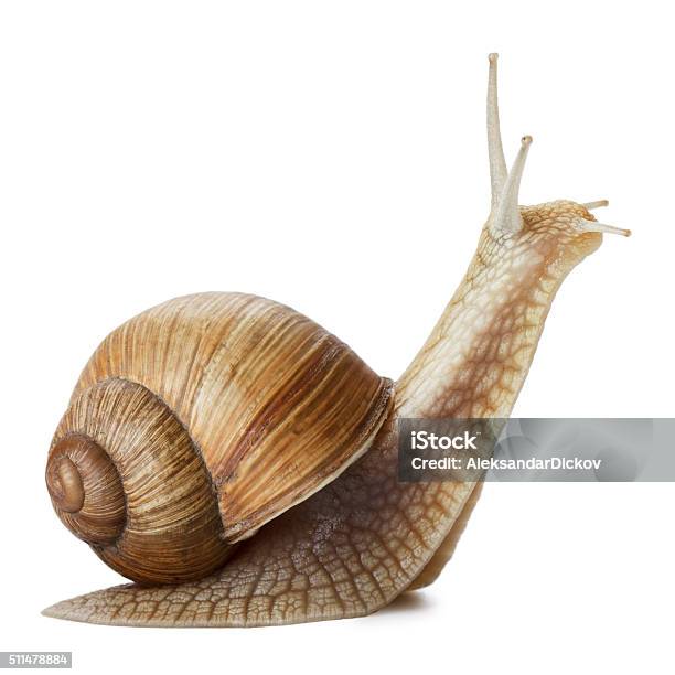 Snail Stock Photo - Download Image Now - Snail, Cut Out, White Background