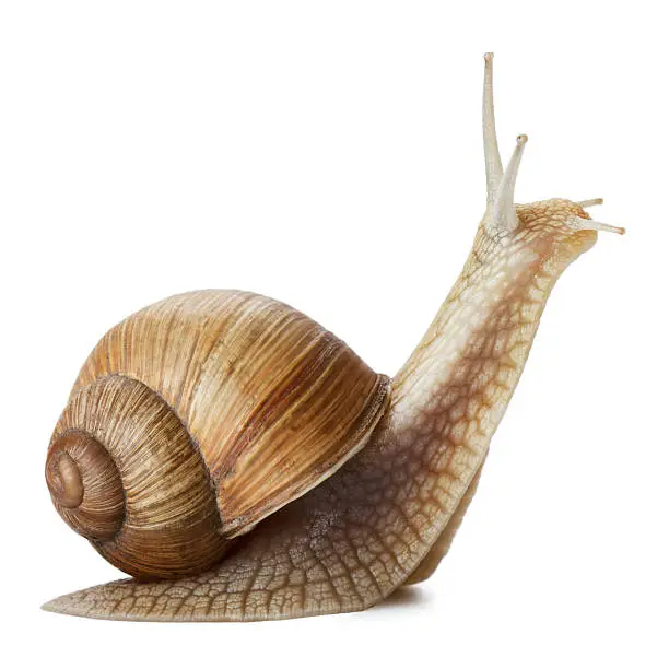 Photo of Snail