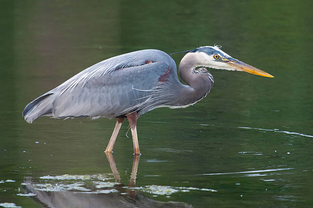 istock Great Blue Heron Fishing 511479127
