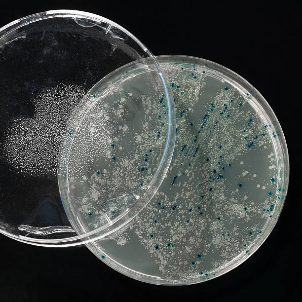 agar teller mit bakterien- kolonien auf schwarz - genetic research e coli petri dish genetic modification stock-fotos und bilder