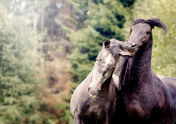 istock in love two horse running in nature 511479899