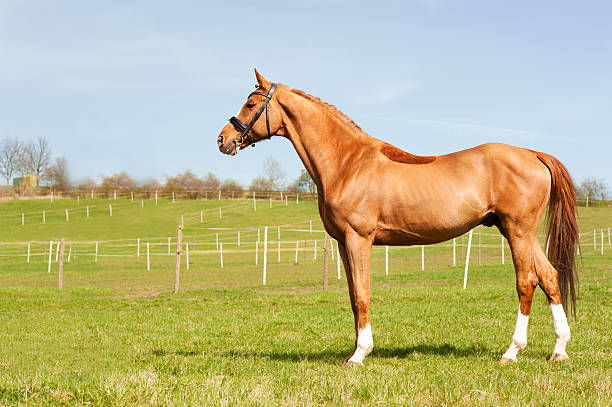 istock Thoroughbred chestnut standing on pasturage stallion. Multicolored exterior image. 511480094