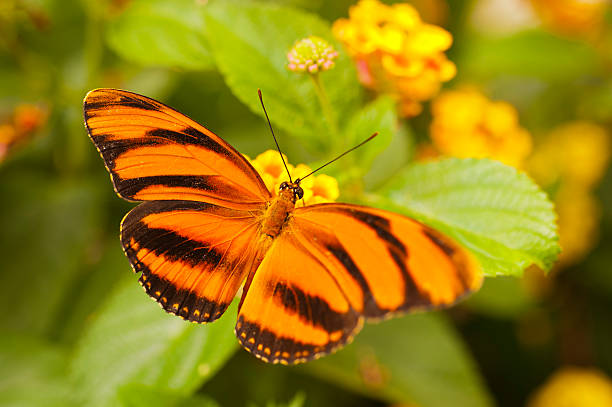 istock Orange Tiger Dryadula phaetusa 511480391