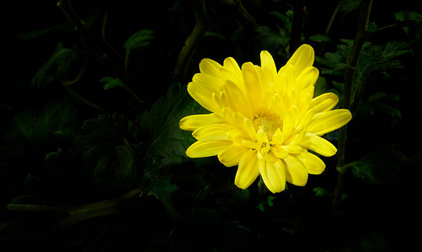 chrysanthemum stock photo