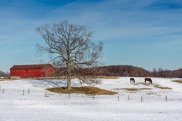 istock Horses Grazing in Snow on a Maryland Farm 511481838