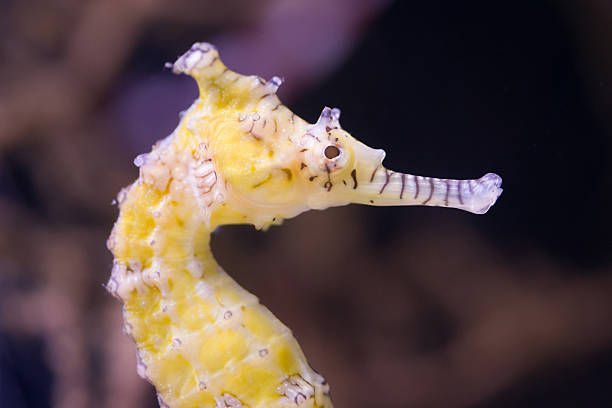 istock Very young seahorse, selective focus on the eye 511482982